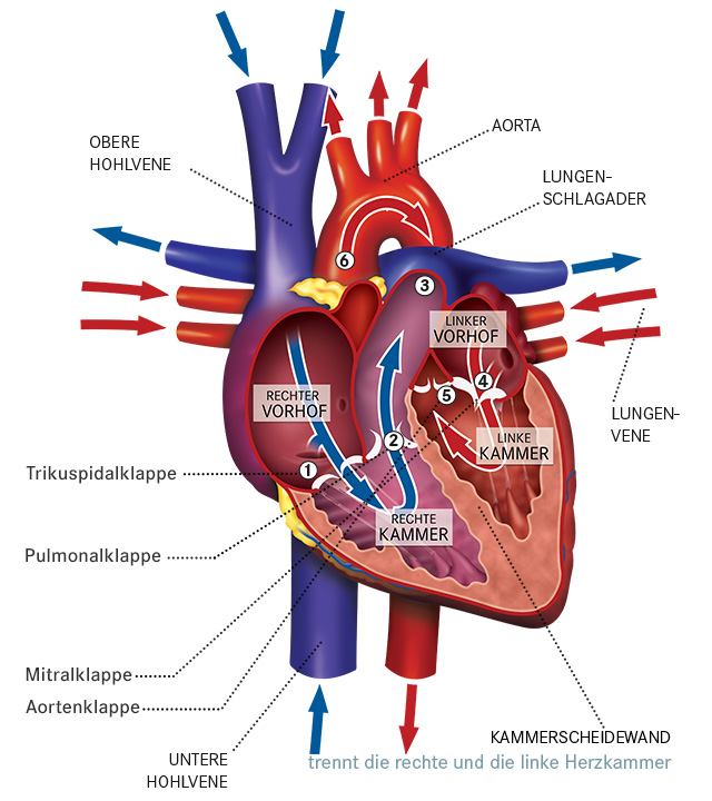 A szív élettana – Wikipédia